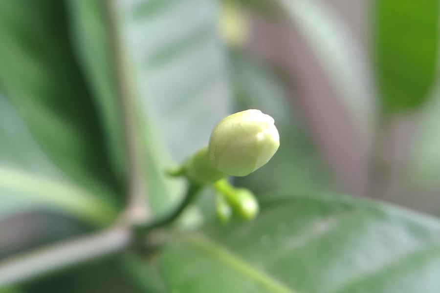 Macroshot Flowerbud